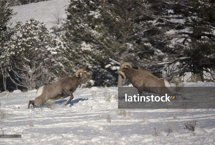 Machos de oveja (Ovis canadensis) Borrego lucha, Parque Nacional de Yellowstone, Wyoming