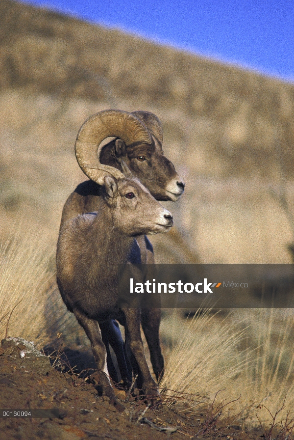 Par de Bighorn ovejas (Ovis canadensis), Parque Nacional de Yellowstone, Wyoming