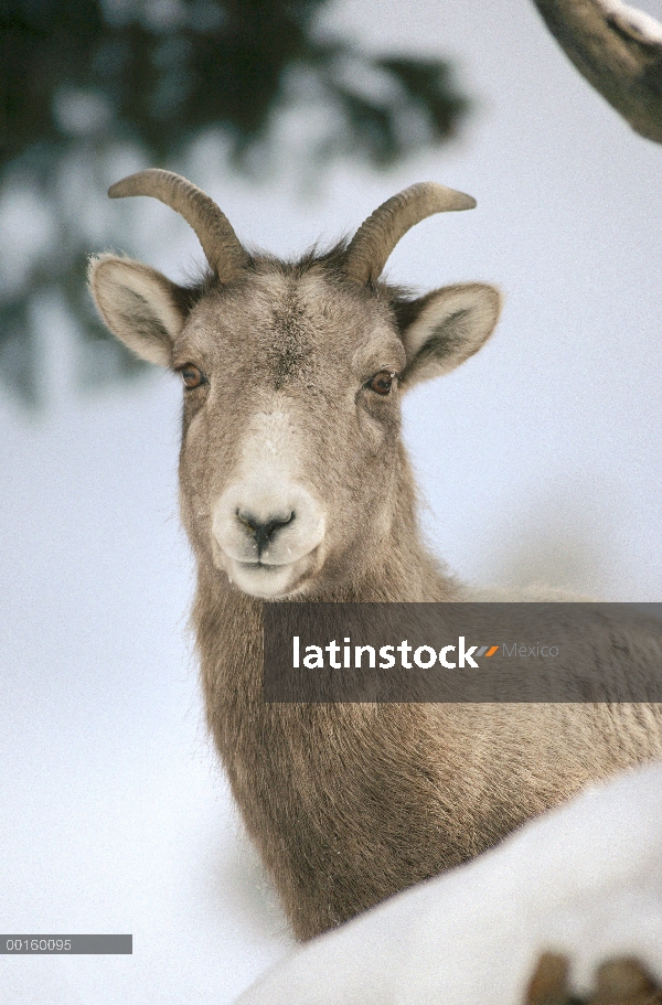 Retrato femenino de Bighorn ovejas (Ovis canadensis), Parque Nacional de Yellowstone, Wyoming