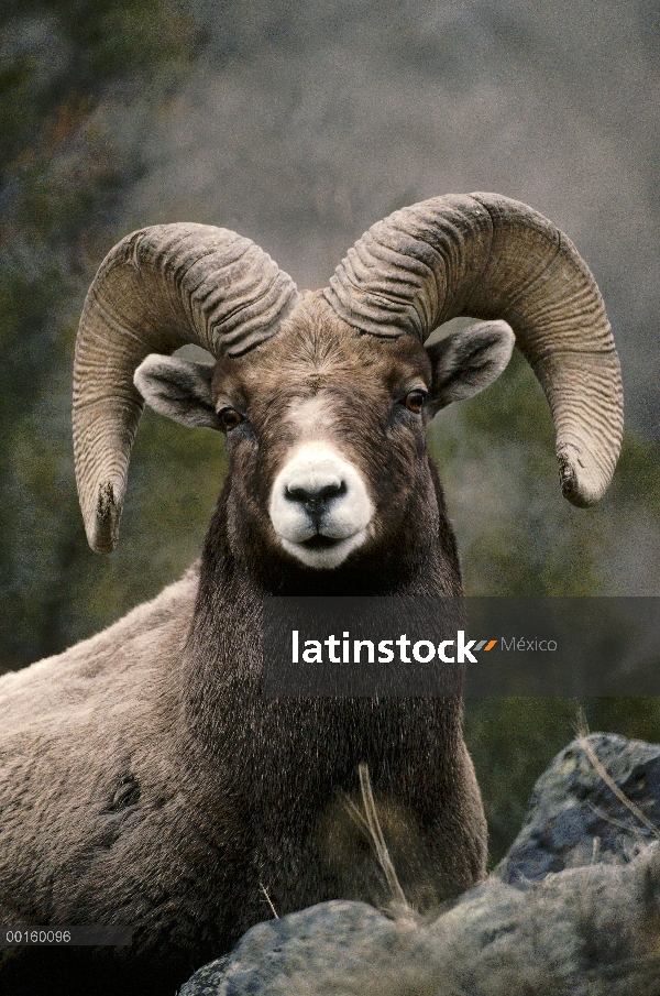 Retrato hombre Borrego oveja (Ovis canadensis), Parque Nacional de Yellowstone, Wyoming