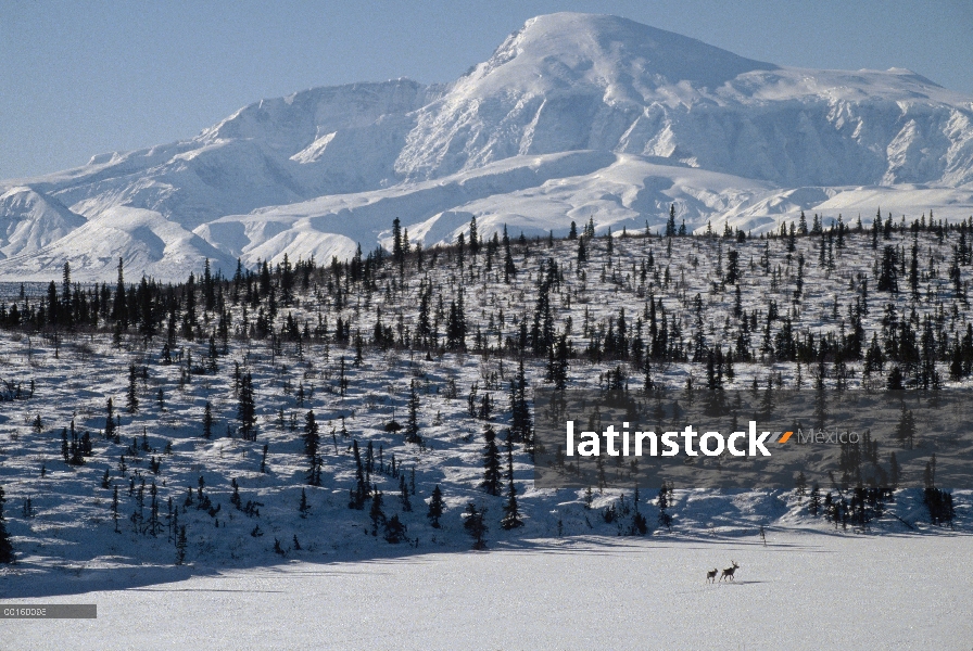 Caribú (Rangifer tarandus) madre y el ternero cruce nieve campo Alaska