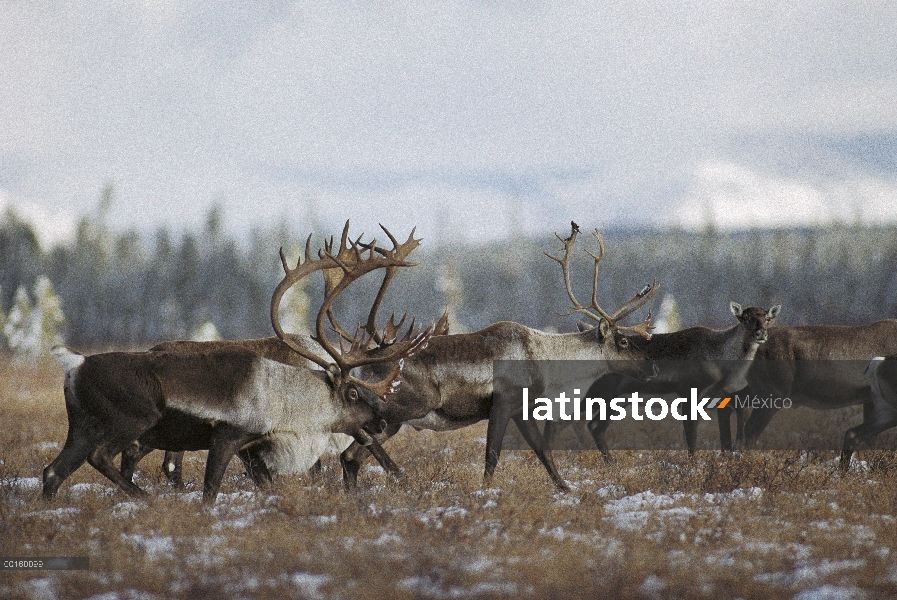 Manada de caribú (Rangifer tarandus), migrando en otoño, Alaska