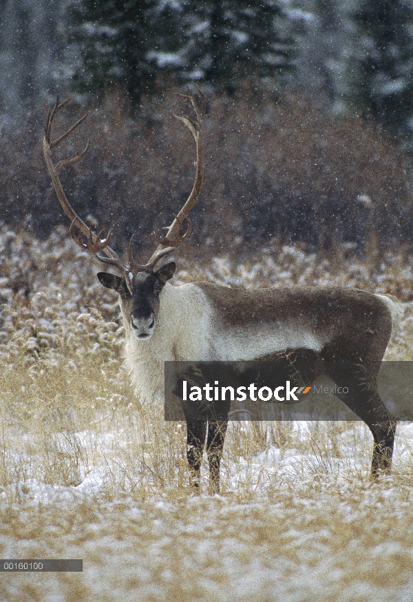 Hombre de caribú (Rangifer tarandus), Alaska