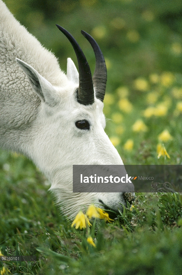 Cabra de la montaña (Oreamnos americanus) alimentándose de lirios de glaciar en la primavera, Parque