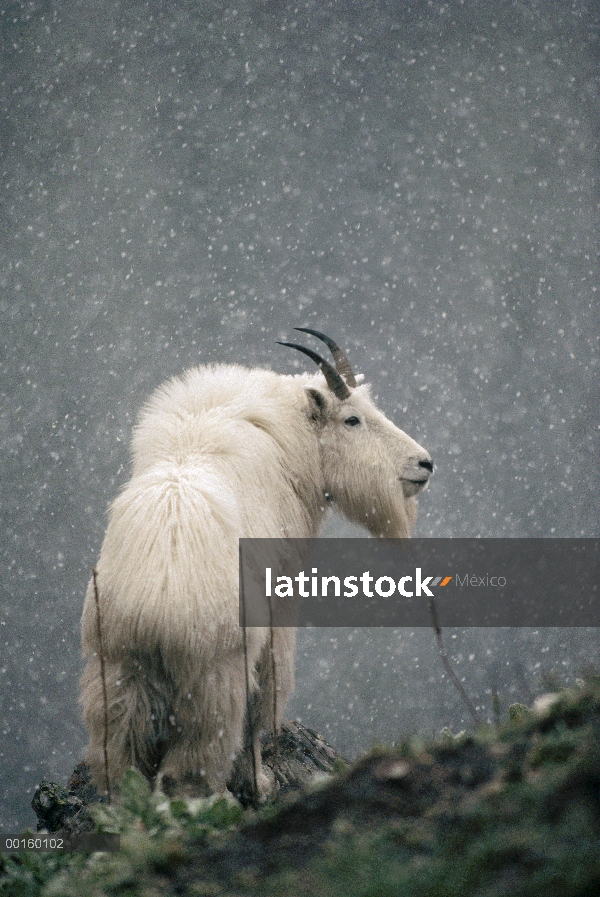 Adulto de la cabra de la montaña (Oreamnos americanus) en Nevada, Parque Nacional del glaciar, Monta