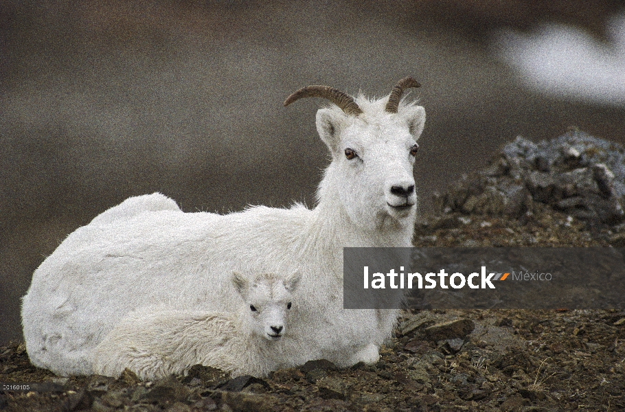 Padre de carneros de Dall (Ovis dalli) y cabrito reclinado, Alaska