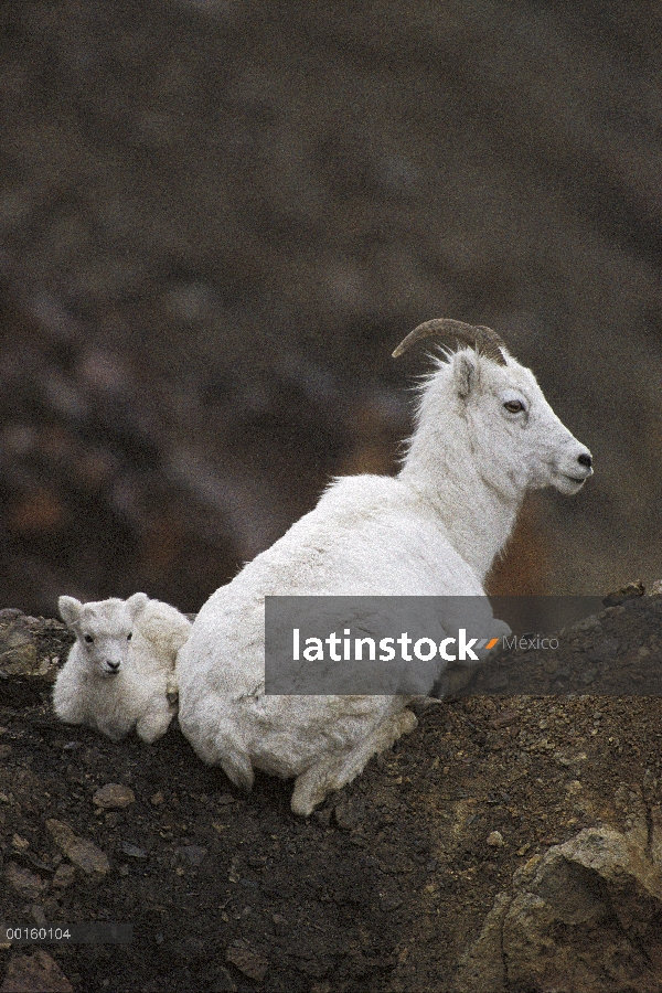 Madre de carneros de Dall (Ovis dalli) y cabrito reclinado en la primavera, Alaska