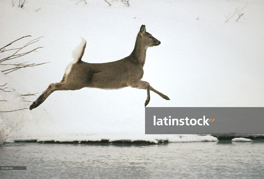 – Venado cola blanca (Odocoileus virginianus) a lo largo de la orilla del río Nevado, Idaho