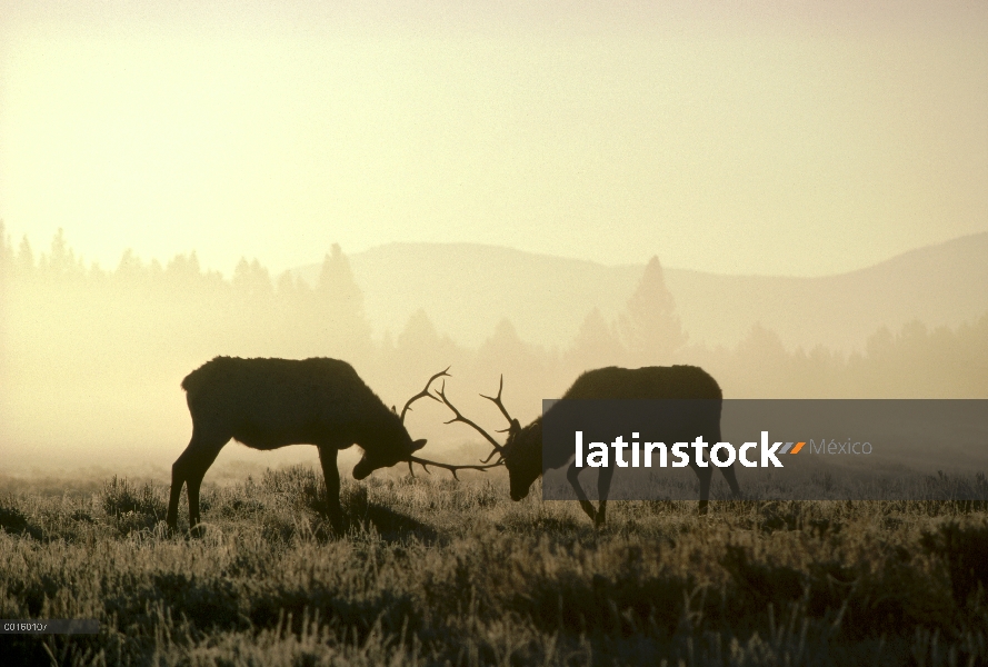 Dos machos Elk (Cervus elaphus), combate en el otoño, Parque Nacional de Yellowstone, Wyoming