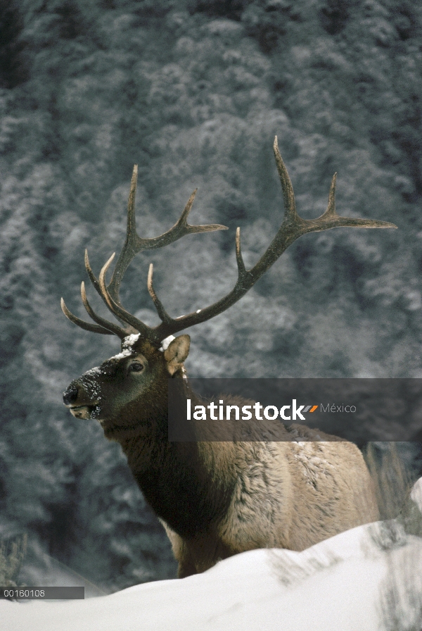 Retrato masculino Elk (Cervus elaphus) en invierno, Parque Nacional de Yellowstone, Wyoming