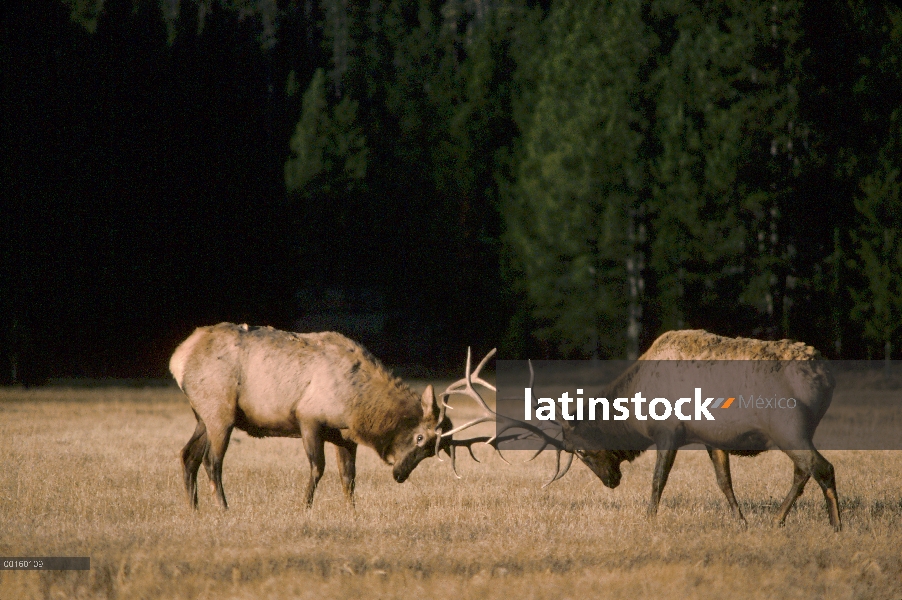 Dos machos Elk (Cervus elaphus), combate en el otoño, Parque Nacional de Yellowstone, Wyoming