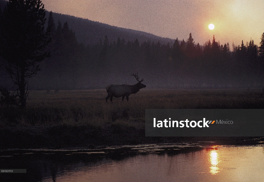 Elk (Cervus elaphus) caminando por el río al amanecer, Parque Nacional de Yellowstone, Wyoming