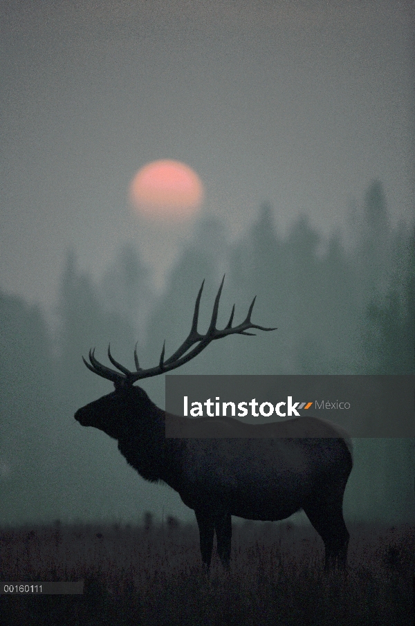 Elk (Cervus elaphus) masculino al caer el sol en el otoño, Parque Nacional de Yellowstone, Wyoming