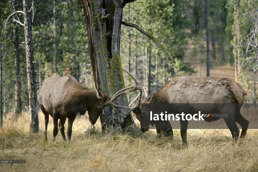 Dos machos de Elk (Cervus elaphus) combate junto a un pino de Lodgepole del tocón, Parque Nacional d