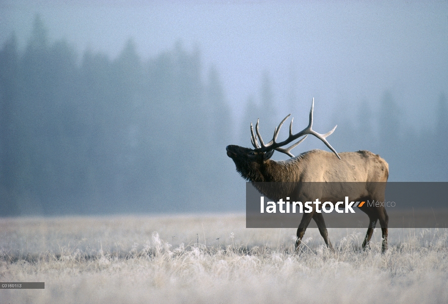 Elk (Cervus elaphus) Toro bramando durante rodera en el otoño, Parque Nacional de Yellowstone, Wyomi