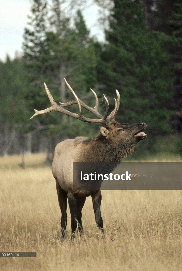 Hombre de Elk (Cervus elaphus) bramando durante rodera en el otoño, Parque Nacional de Yellowstone, 