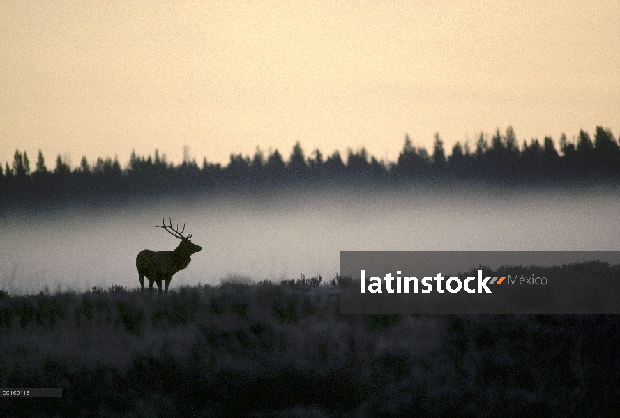 Elk (Cervus elaphus) en la madrugada en un campo de niebla, Parque Nacional de Yellowstone, Wyoming