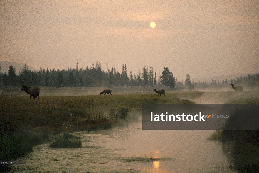 Elk (Cervus elaphus) rebaño de pastoreo a lo largo del río en el otoño, Parque Nacional de Yellowsto