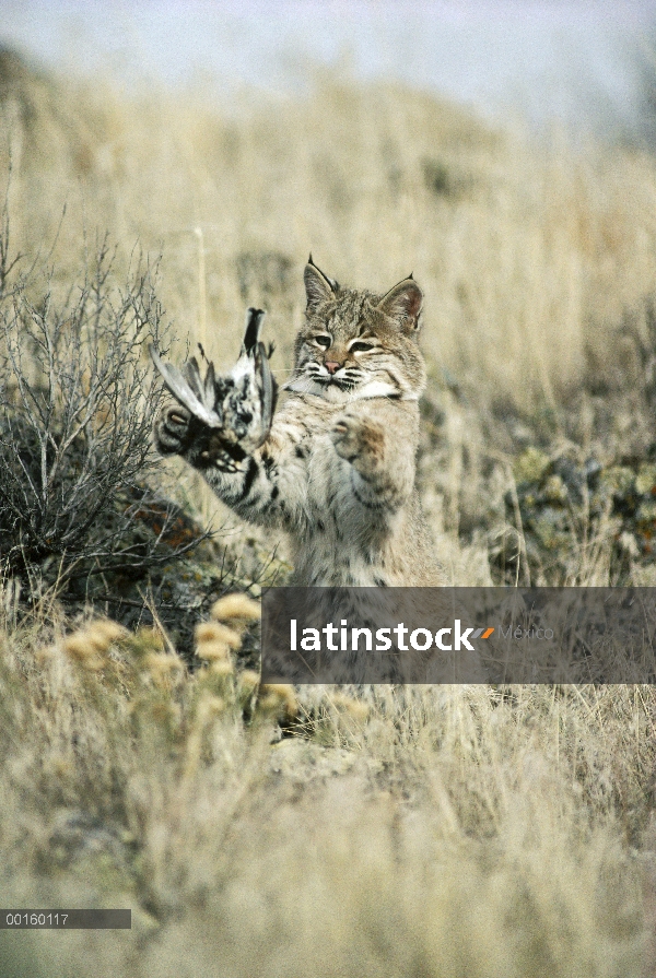 Bobcat (Lynx rufus) juveniles jugando con capturado primavera cuernos alondra (Eremophila alpestris)