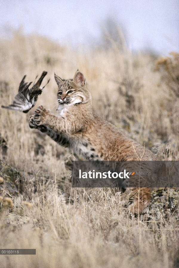 Bobcat (Lynx rufus) juveniles jugando con capturado con alondra (Eremophila alpestris) en la primave