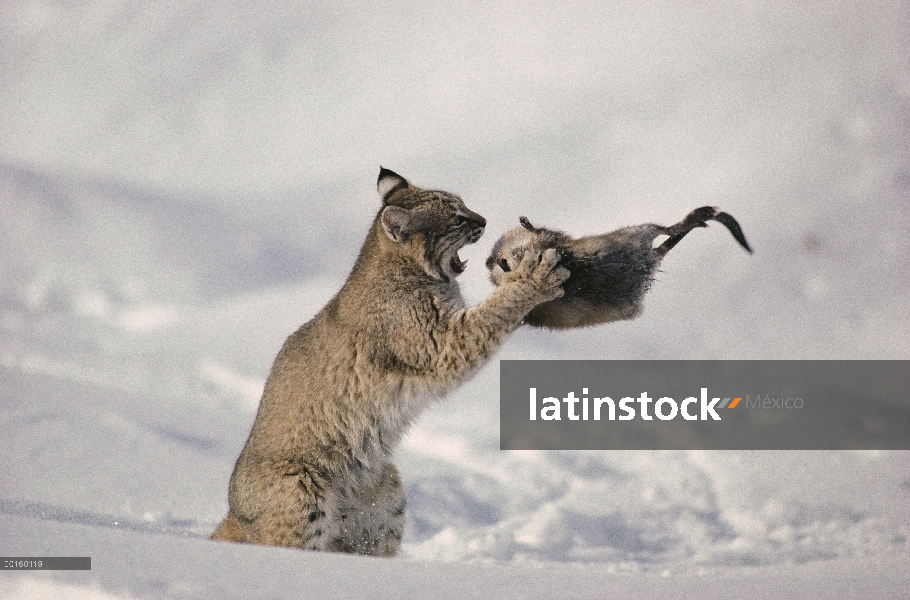 Bobcat (Lynx rufus) peleando con rata almizclera (Ondatra zibethicus) en invierno, Idaho. Secuencia 