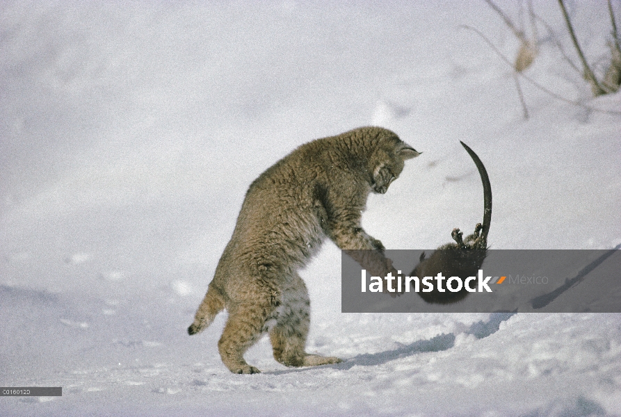 Bobcat (Lynx rufus) peleando con rata almizclera (Ondatra zibethicus) en invierno, Idaho. Secuencia 