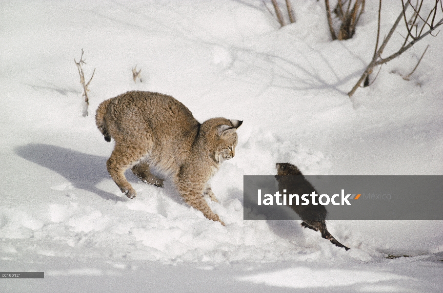 Bobcat (Lynx rufus) caza rata almizclera (Ondatra zibethicus) en invierno, Idaho. Secuencia 3 de 4