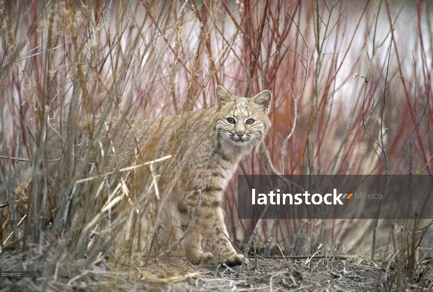 Bobcat (Lynx rufus) juvenil emergiendo de la hierba seca en la primavera, Idaho