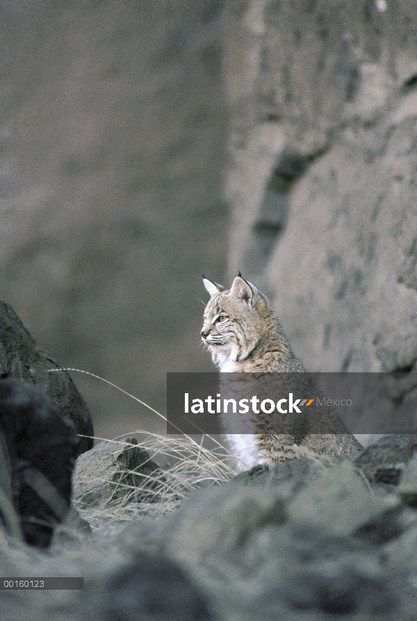 Adulto alerta Bobcat (Lynx rufus) observación de presas, Idaho