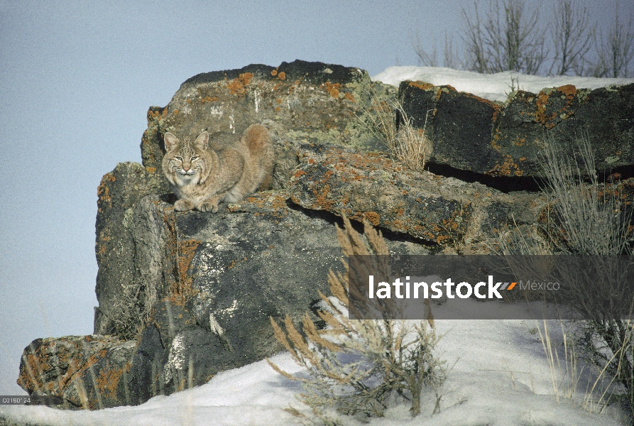 Bobcat (Lynx rufus) adulto camuflado en las rocas en el invierno, Idaho