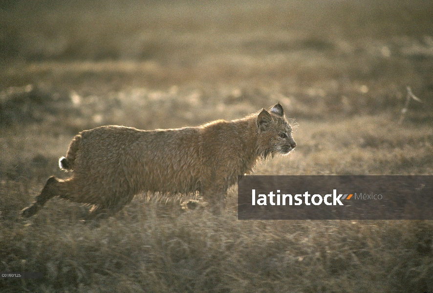 Adulto de Bobcat (Lynx rufus) caminando campo a través en la primavera, Idaho