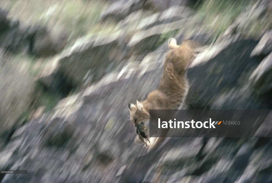 Bobcat (Lynx rufus) con capturado ardilla roja (Tamiasciurus hudsonicus) verano, Idaho