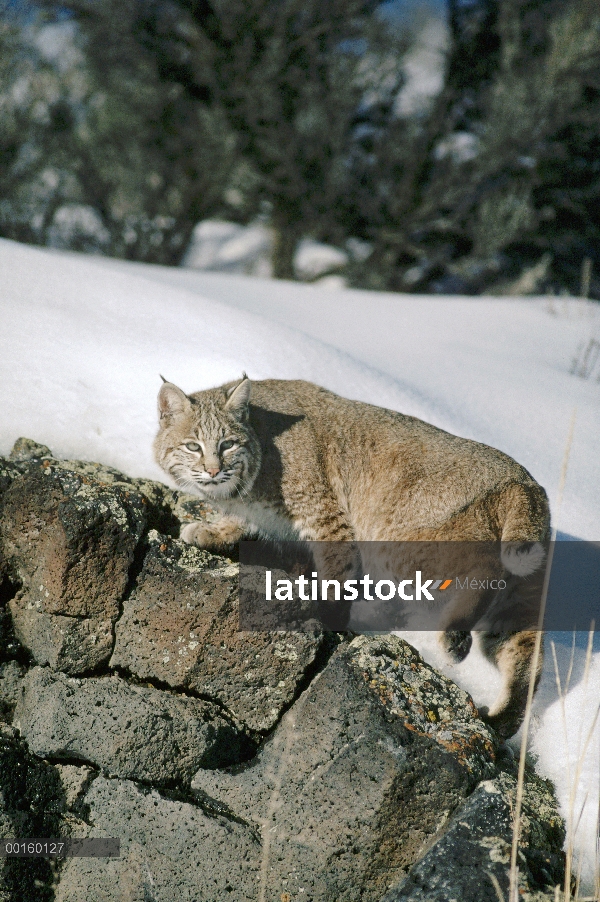 Retrato de Bobcat (Lynx rufus) en el invierno, Idaho