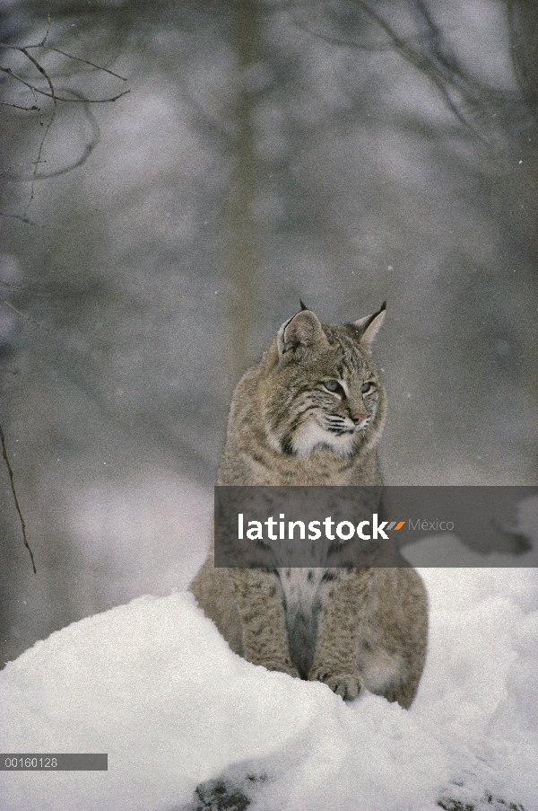 Bobcat (Lynx rufus) descansando en la nieve, Idaho