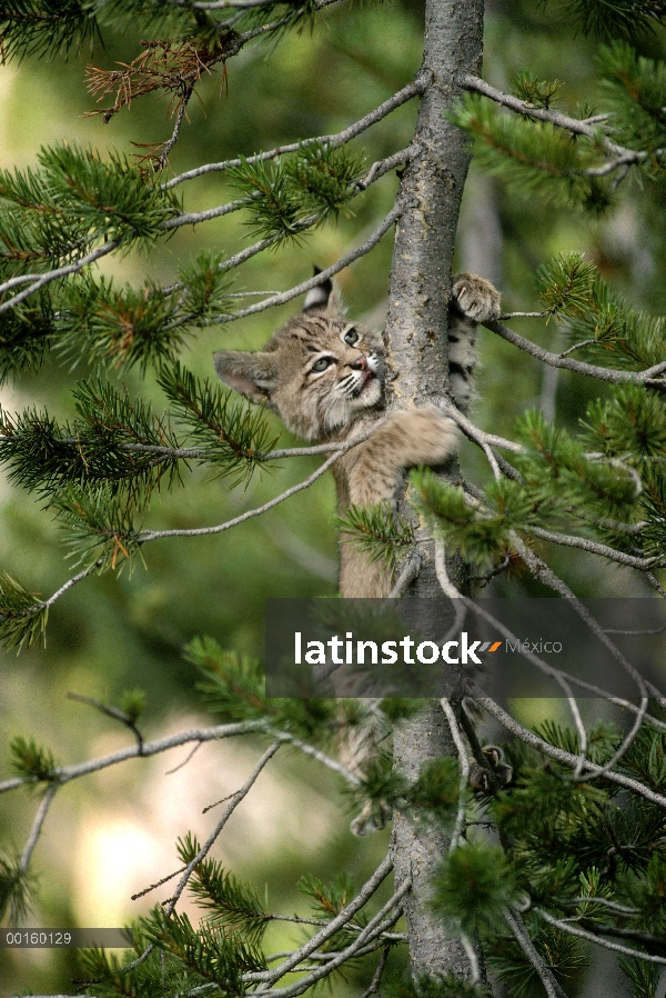 Gatito de Bobcat (Lynx rufus) escalada pino de Lodgepole en el verano, Idaho