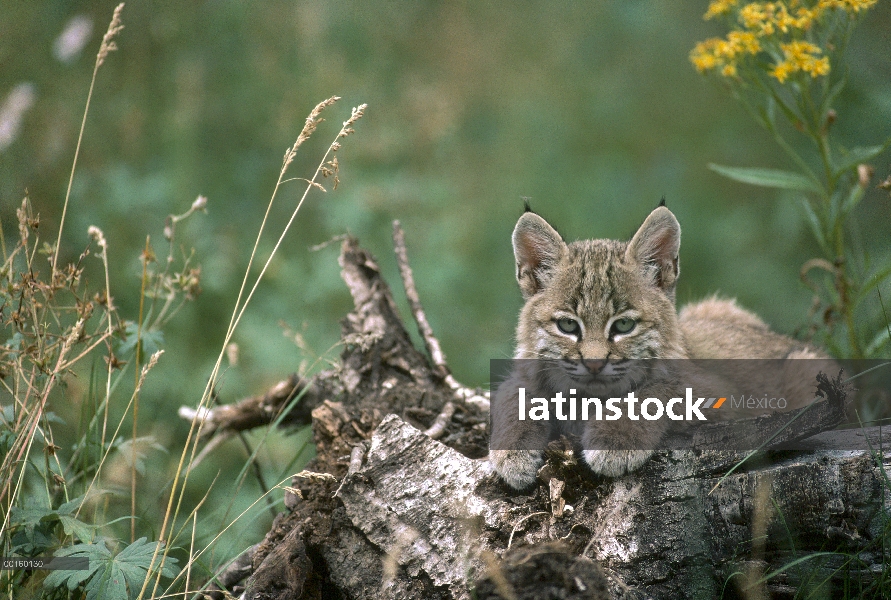 Gatito de Bobcat (Lynx rufus), descansando en un tronco en el verano, Idaho