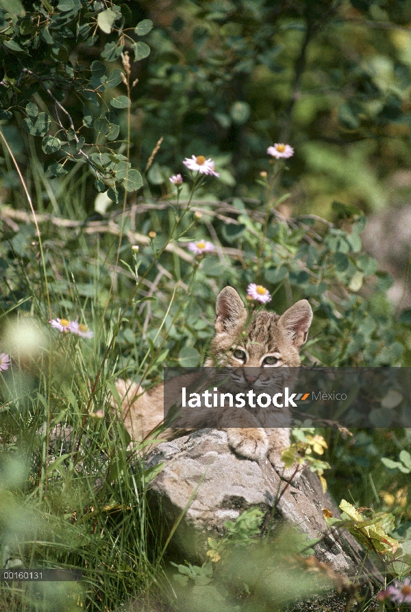 Gatito de Bobcat (Lynx rufus), descansando en un tronco en el verano, Idaho