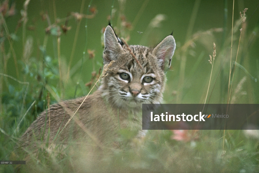 Gatito de Bobcat (Lynx rufus) en hierba de primavera alta, Idaho