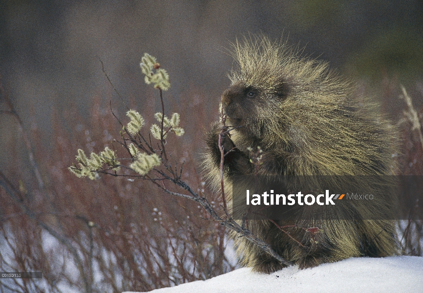 Puerco espín común (Erethizon dorsatum) alimentándose de Pussy Willow (Salix se descolora) en primav