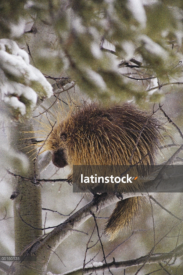 Puerco espín común (Erethizon dorsatum) sentado en un árbol en invierno, Parque Nacional de Yellowst