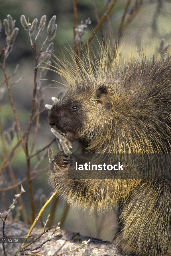 Puerco espín común (Erethizon dorsatum) alimentándose de Pussywillow (Salix se descolora) en la prim