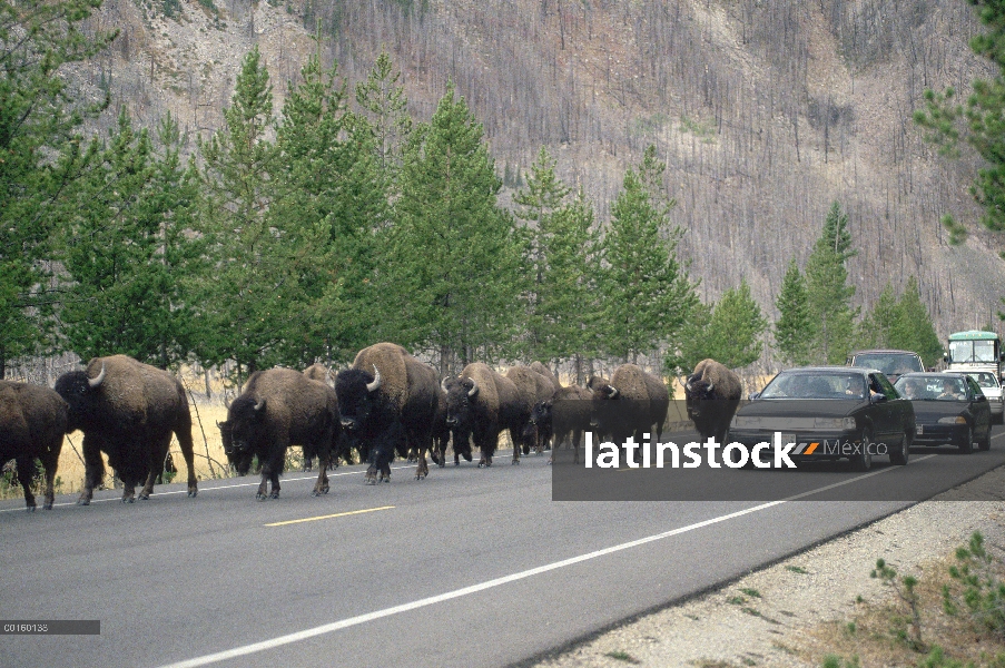 Manada de bisonte americano (bisonte del bisonte) caminando por la carretera al lado de tráfico turí