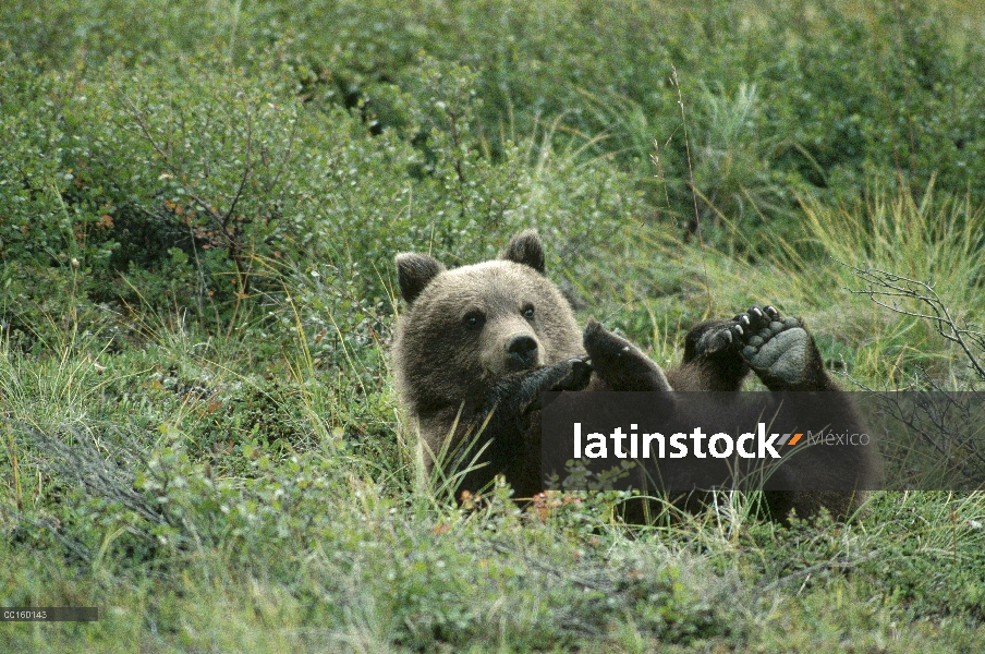 Cub de oso Grizzly (Ursus arctos horribilis), rodando sobre su espalda en el verano, Parque Nacional