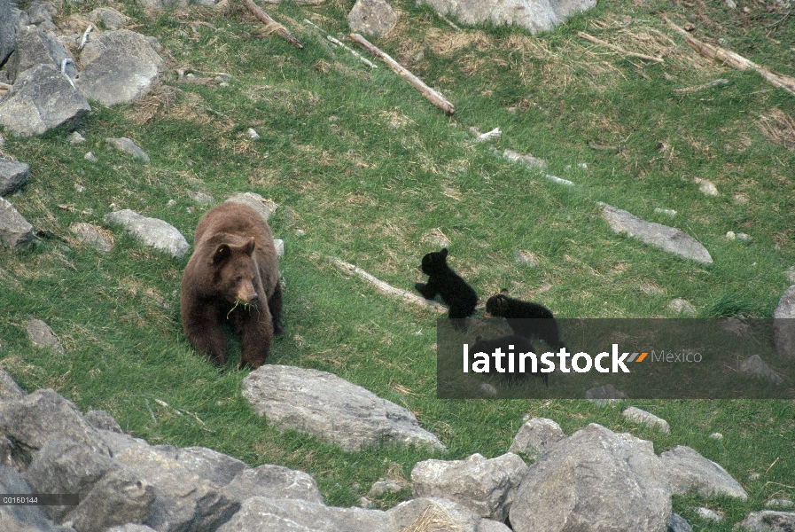 Oso negro (Ursus americanus) madre con tres cachorros en la primavera, el Parque Nacional Jasper, Al