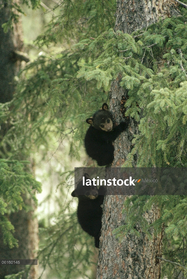 Negro (Ursus americanus) dos oseznos escalando un árbol en la primavera, el Parque Nacional Jasper, 