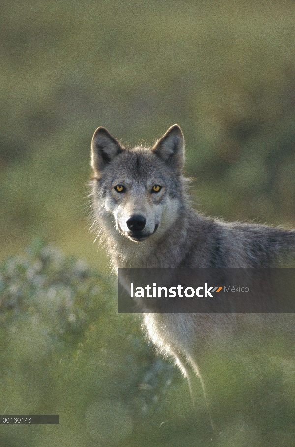 Lobo (Canis lupus) en verano, Parque Nacional de Denali y Preserve, Alaska