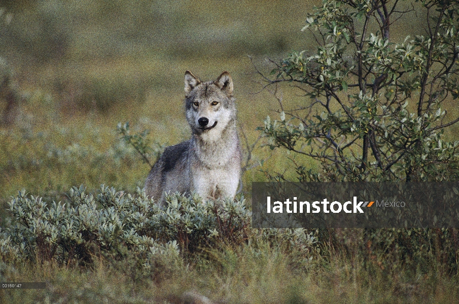 Lobo (Canis lupus) en verano, Parque Nacional de Denali y Preserve, Alaska