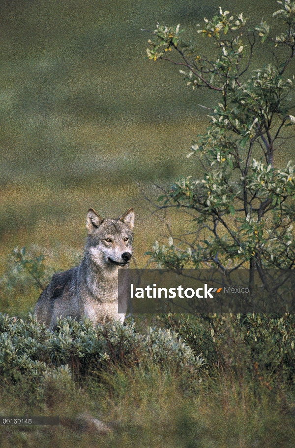 Lobo (Canis lupus) en verano, Parque Nacional de Denali y Preserve, Alaska