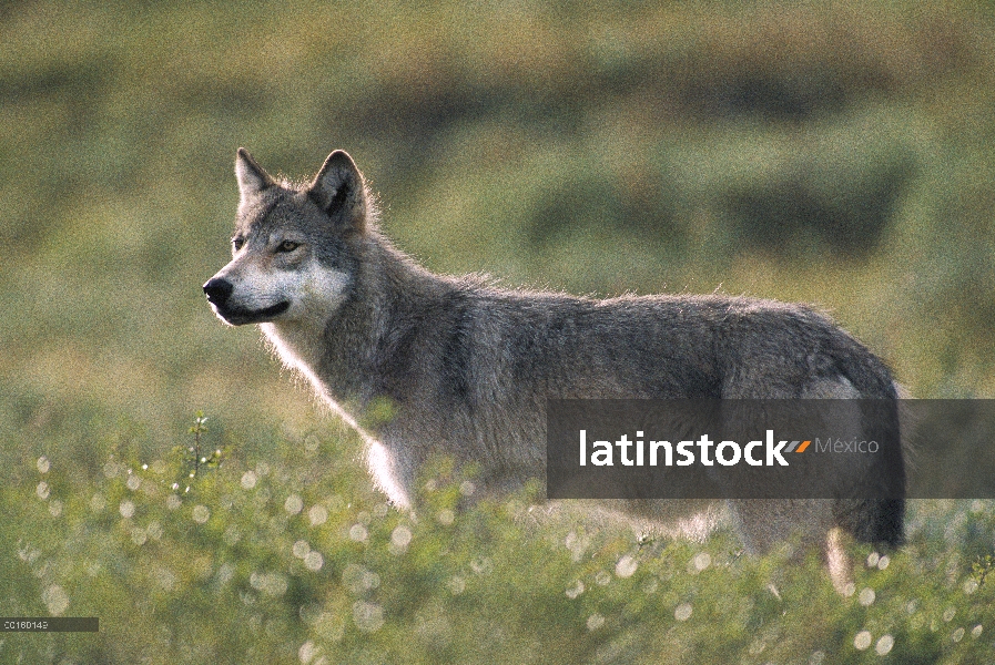 Lobo (Canis lupus) en verano, Parque Nacional de Denali y Preserve, Alaska