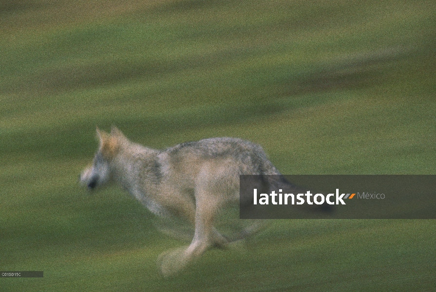 Lobo (lupus de Canis) corriendo en verano, Parque Nacional de Denali y Preserve, Alaska